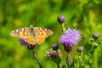 Painted Lady butterfly, vanessa cardu, feeding