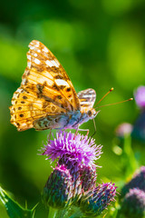 Painted Lady butterfly, vanessa cardu, feeding