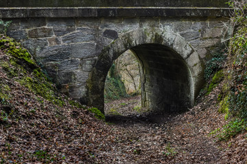 Bridge in the middle of the forest