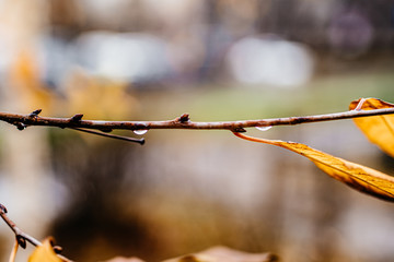 tree branches with yellow leaves and drops of water