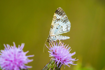 Common carpet or white-banded toothed carpet Epirrhoe alternata moth feeding