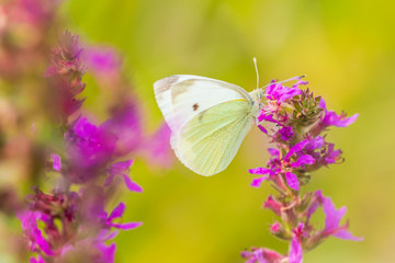 Pieris rapae small white butterfly pollinating on pink purple flowers