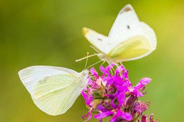 Pieris rapae small white butterfly pollinating on pink purple flowers