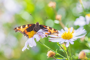 Aglais urticae small tortoiseshell butterfly top view spread wings isolated by nature