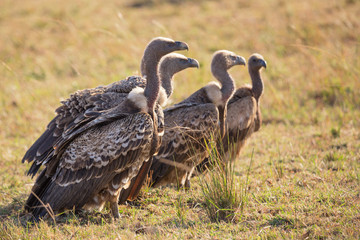 Vultures in the savannah of the Masai Mara National Park in Kenya, Africa