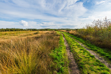 Moorland, peat moss landscape at national park de Groote Peel, Limburg, the Netherlands. High dynamic range, HDR,