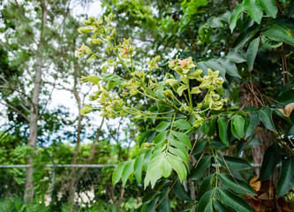 Blossom Of Announcement Tree