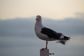 Seagull on Post