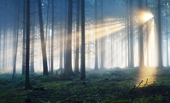 Sun rays in a dark foggy misterious forest. Osnabruck, Germany