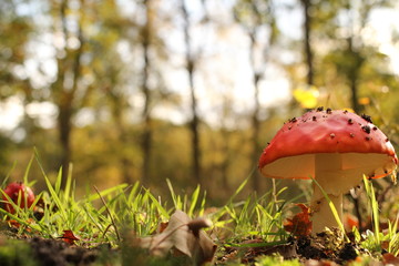 a scenic view of a wonderful red mushroom closeup in a forest at a sunny day in autumn