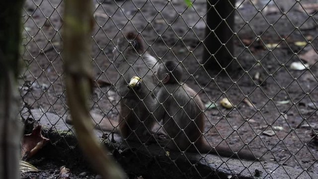 Woolly Monkey at yana cocha ecological reserve Ecuador