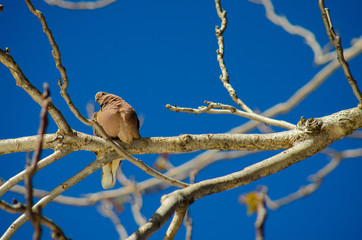 Bird and blue sky