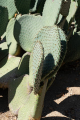 Cactus in the Garden