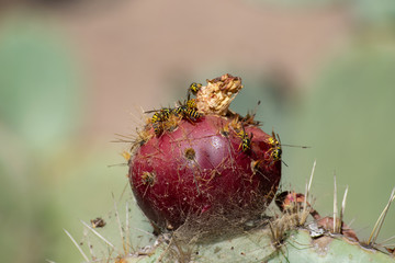 Cactus in the Garden