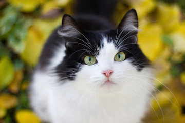 Naklejka na ściany i meble Black and white kitty against background of yellow leaves - autumn