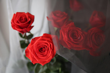 A bouquet of red roses behind a chiffon curtain by the window.