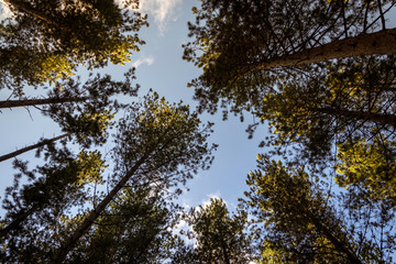 Altos arboles en el cielo