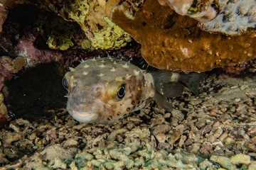 Fish swim in the Red Sea, colorful fish, Eilat Israel