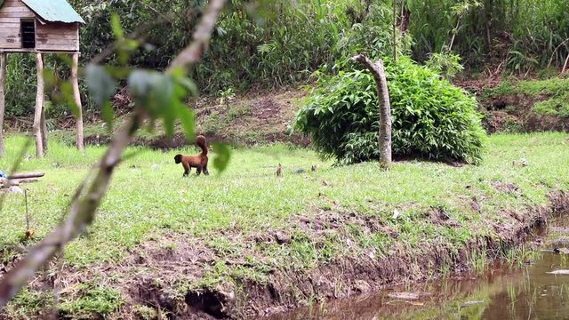 Woolly Monkey at yana cocha ecological reserve Ecuador