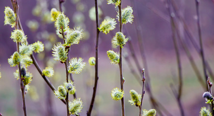 Fluffy willow catkins (earrings) on blurred purple background_