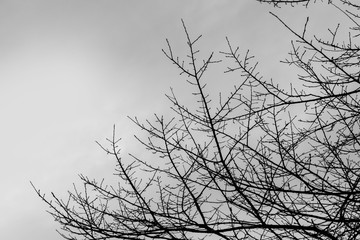 Silhouette tree and nature sky. Gloomy autumn trees without leaves. Black and white branch tree in front of a grey sky. Silhouette of tree without leaves.