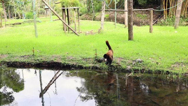Woolly Monkey at yana cocha ecological reserve Ecuador