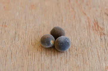 Majidea Zanguebarica Seeds