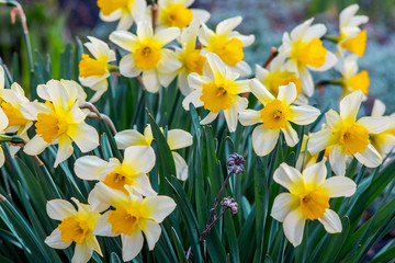 Obraz premium White daffodils on flowerbed. Spring flowers_