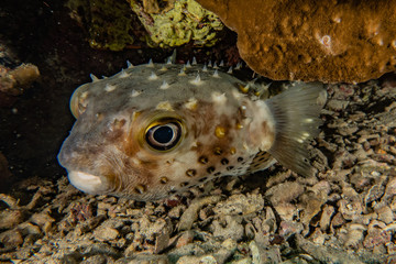 Fish swim in the Red Sea, colorful fish, Eilat Israel