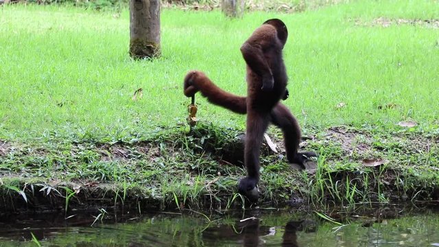 Woolly Monkey at yana cocha ecological reserve Ecuador