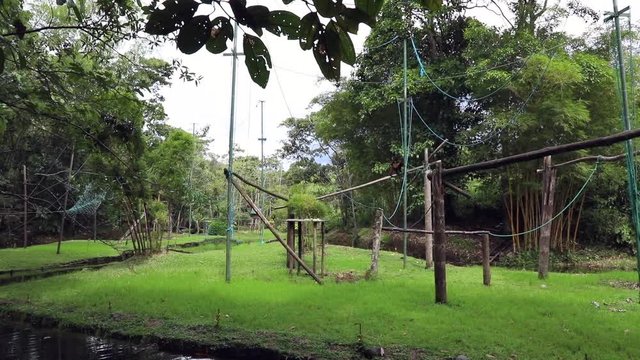 Woolly Monkey at yana cocha ecological reserve Ecuador