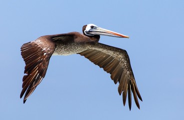 pelican flying bird on blue sky background