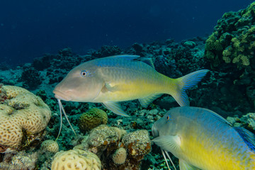 Fish swim in the Red Sea, colorful fish, Eilat Israel