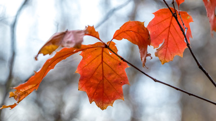 Red oak branch with bright orange leaves in autumn on blurred background_