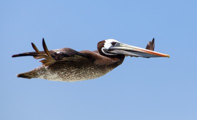 pelican flying bird on blue sky background