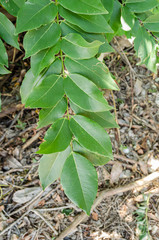 Leaflets Of Gliricidia Sepium	