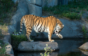 tiger in zoo
