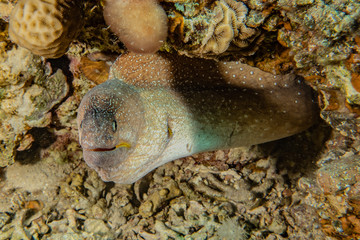 Moray eel Mooray lycodontis undulatus in the Red Sea, eilat israel