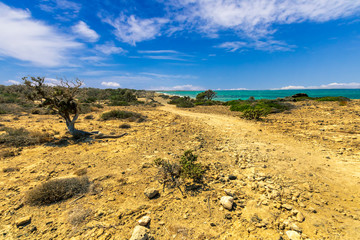 picturesque coast landscape with dry lifeless tree road along coastline, abandoned beach with golden sand and green bushes , sea with azure water and mild surf, blue sky