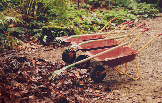 Wheelbarrow and  pitchforks in garden, Gardening equipments in Autumn park.
