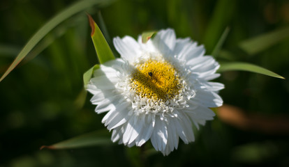 Obraz premium the flower