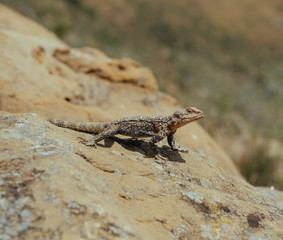 Lizard basking under the sun in Georgian mountains