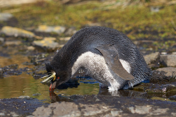 Rockhopper Penguin (Eudyptes chrysocome) drinking from a pool of water at their nesting site on the cliffs of Bleaker Island in the Falkland Islands