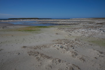 Coastal landscape of Bleaker Island in the Falkland Islands
