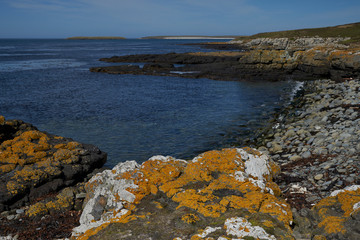 Coastal landscape of Bleaker Island in the Falkland Islands