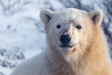 Wild Polar Bear Cub