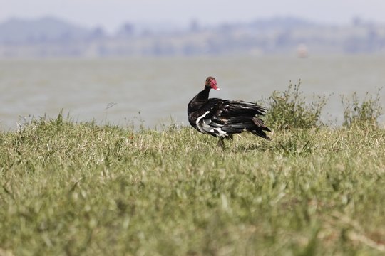 A spur-winged goose, Plectropterus gambensis