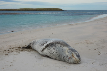 Leopard Seal (Hydrurga leptonyx) resting on a sandy beach Bleaker Island in the Falkland Islands.