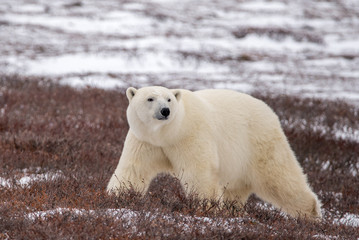Fototapeta na wymiar Polar bear walking strongly