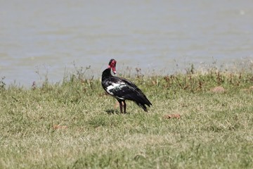 A spur-winged goose, Plectropterus gambensis